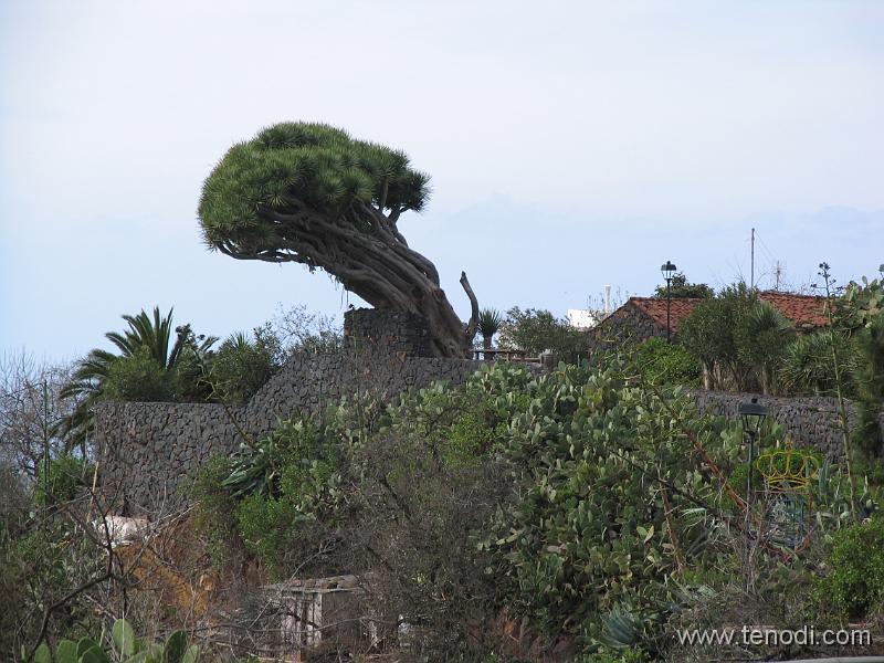 LaPalma (076).JPG